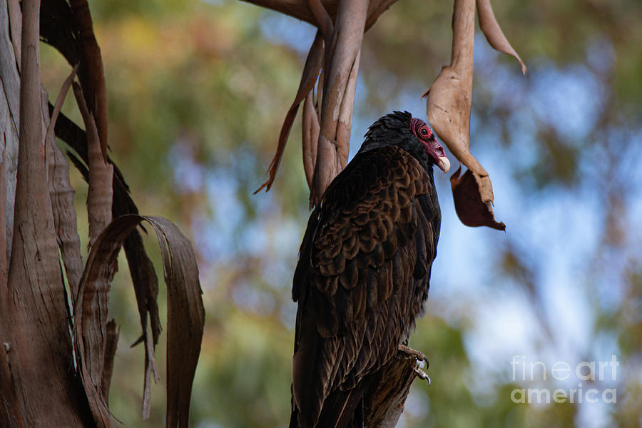 Patiently Waiting for the Grim Reaper 9972 Photograph by Craig Corwin ...