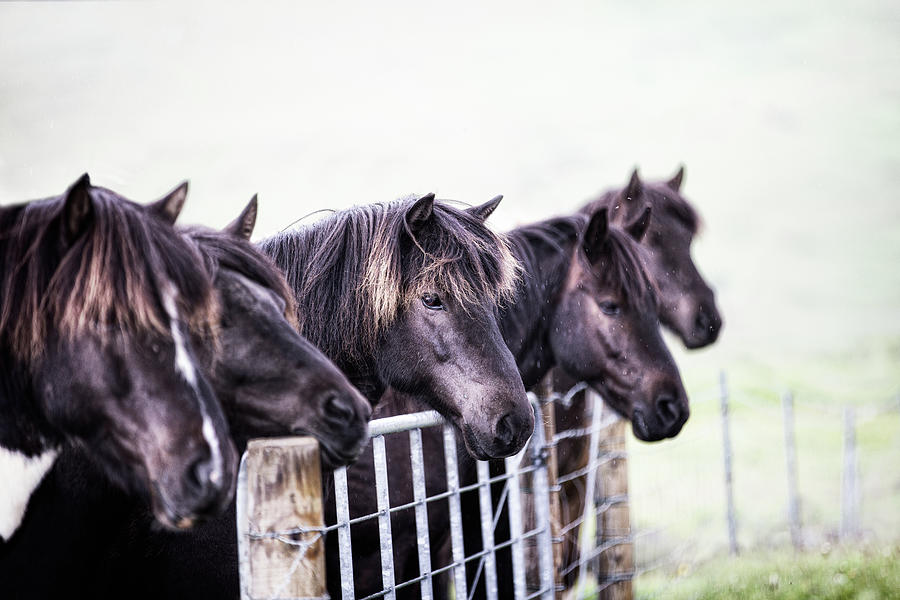 Patiently Waiting - Horse Art Photograph by Lisa Saint