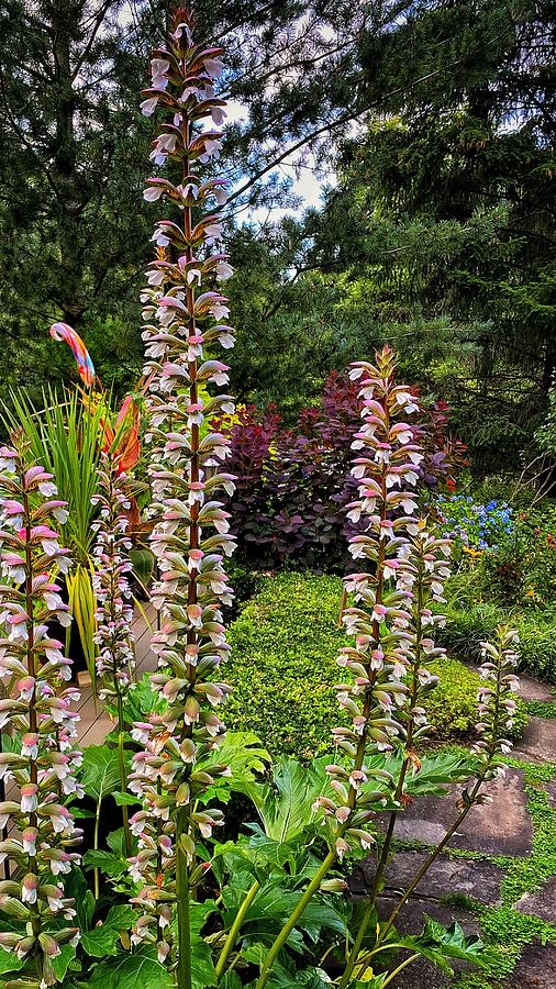 Acanthus Flowers highlight garden serenity Photograph by Jerry Abbott