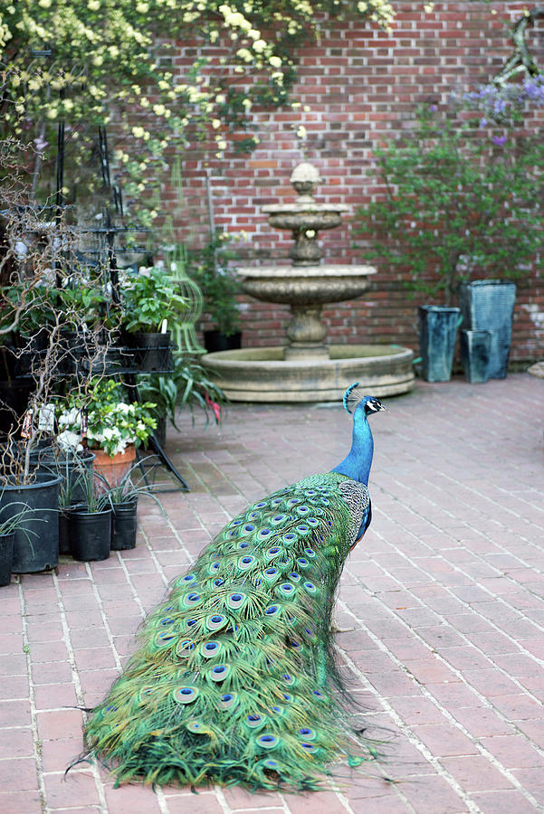 Patio Peacock Photograph by Patricia Dennis
