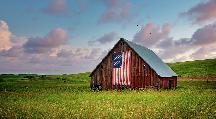 Patriotic Barn Swallows Photograph by Timothy Princehorn | Fine Art America