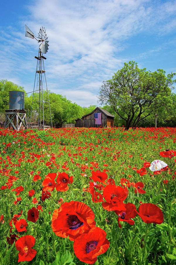 Patriotic Poppies in the Country Photograph by Lynn Bauer