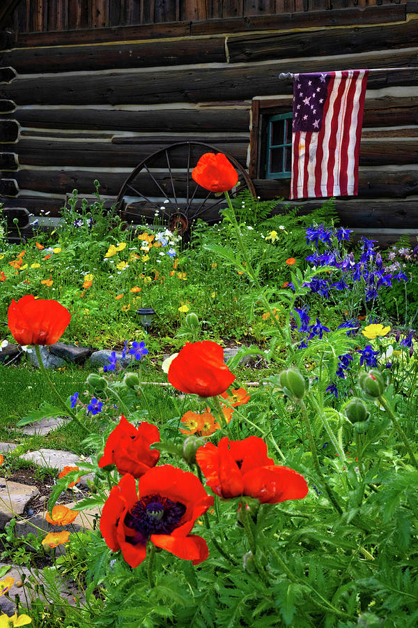 Patriotic Poppy Garden Photograph by Lynn Bauer