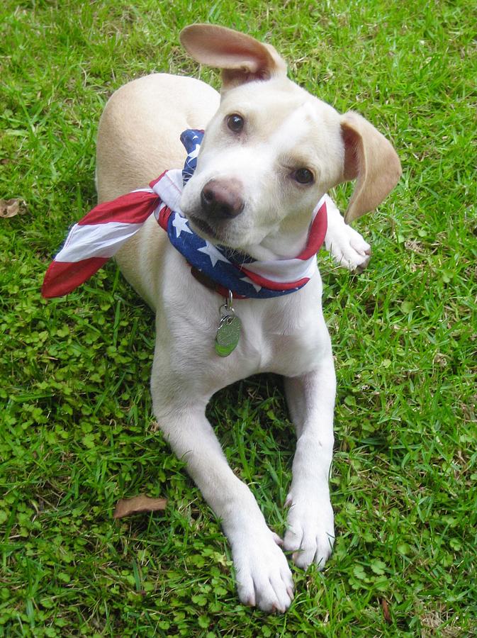 Patriotic Pup Photograph by Cathy Rodriguez - Pixels