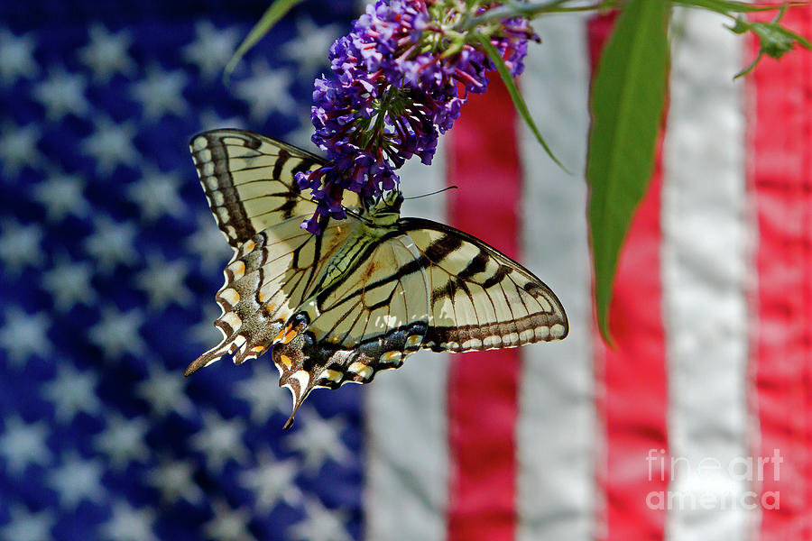 Patriotic Swallowtail Photograph by Butch Lombardi