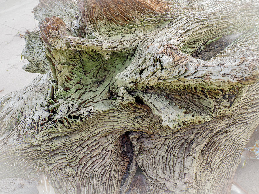 Pattern in Fallen Log Photograph by James C Richardson