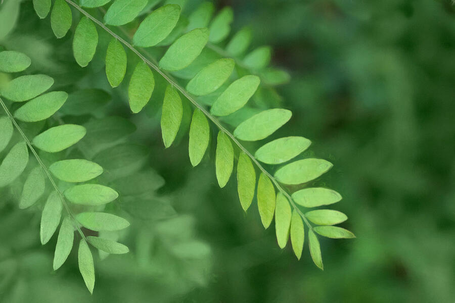 Pattern in Green - Locust Tree Leaves Photograph by Nikolyn McDonald