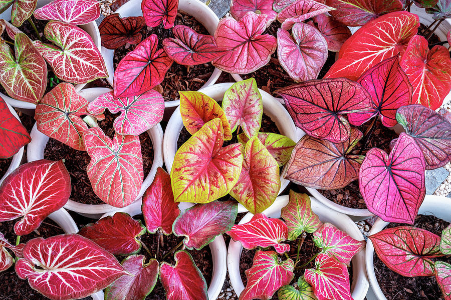 Pattern of caladium foliage plant red and yellow color Photograph by Anek Suwannaphoom