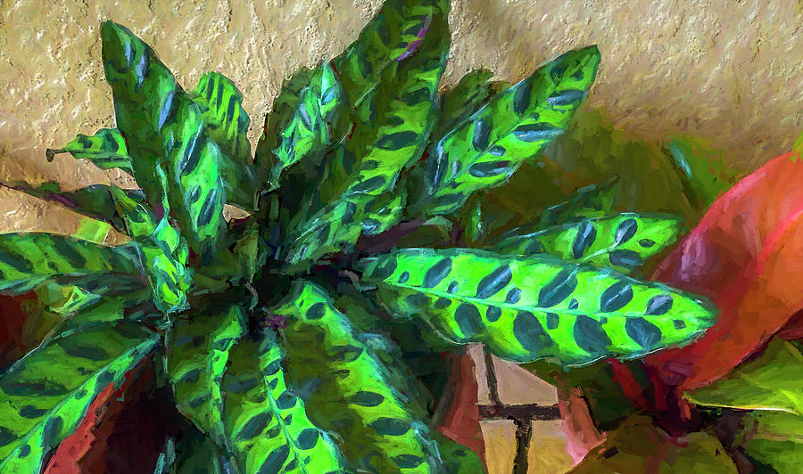 Patterned Calathea Leaves Photograph by Ginger Stein