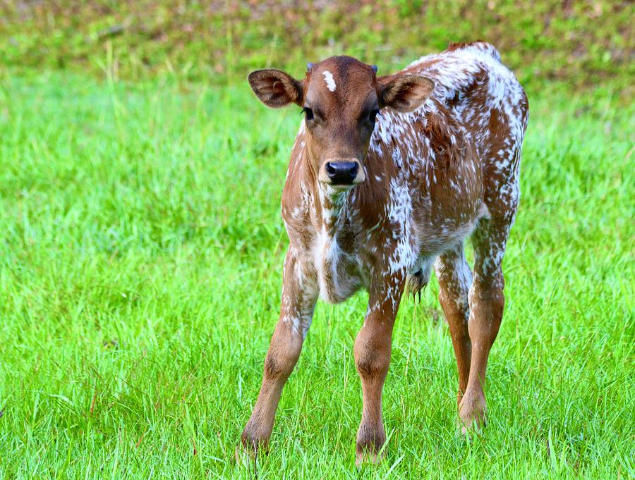 Patterned Longhorn Calf  Photograph by Warren Thompson