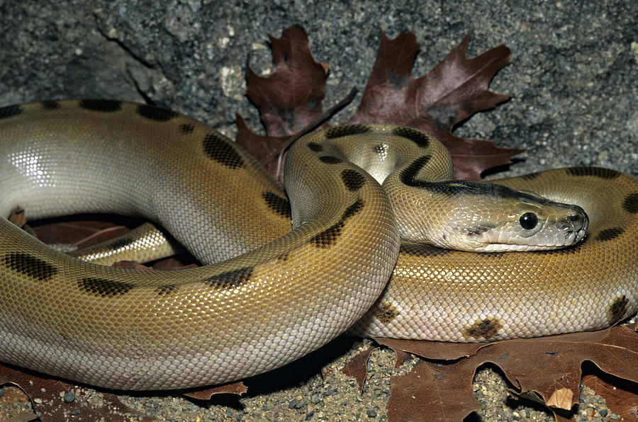 Patternless Burmese Python, Python molurus bivittatus, southeastern Asia Photograph by James Gerholdt