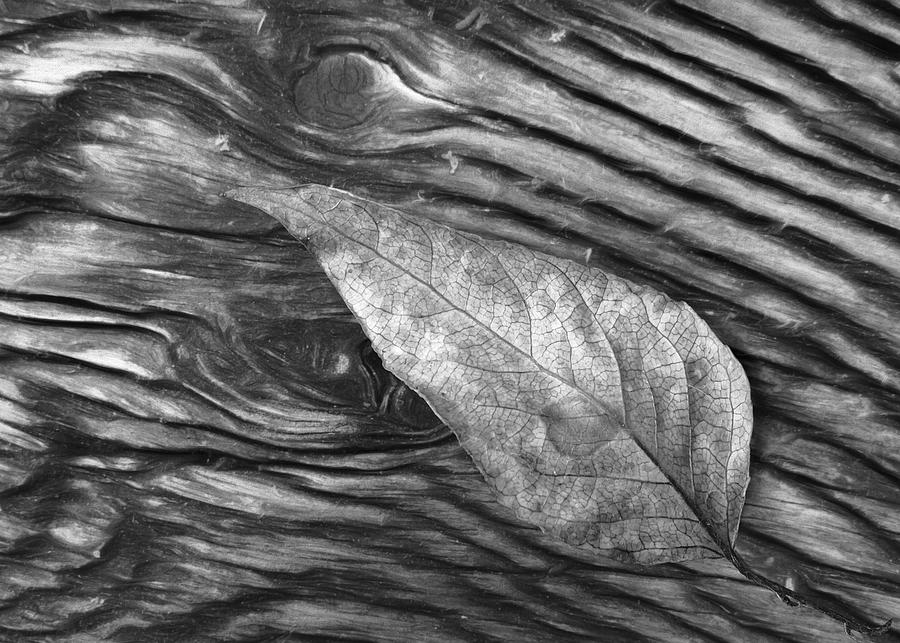 Patterns from Nature. Photograph by Iina Van Lawick