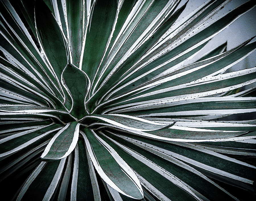 Patterns in Nature 3 Photograph by Julie Palencia