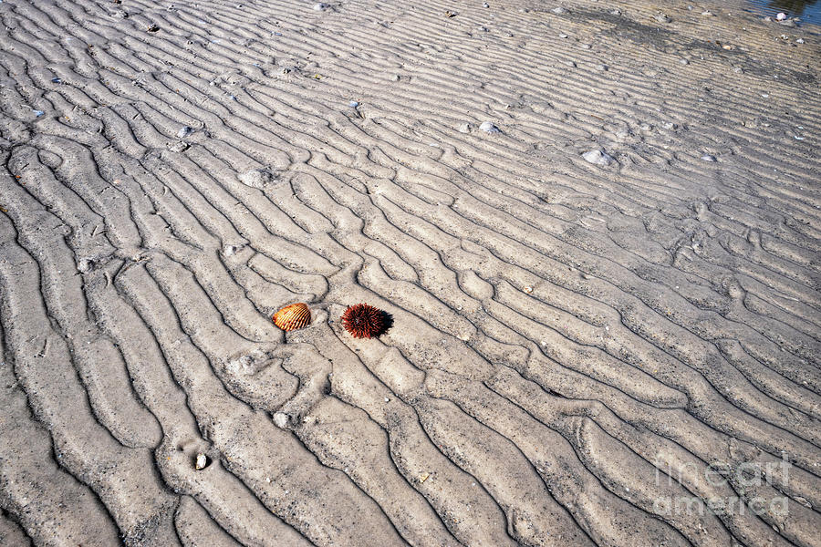 Patterns On The Beach, Tide Ripples Photograph by Felix Lai