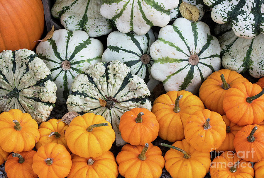 Patty Pan Squash and Small Pumpkins Photograph by Tim Gainey