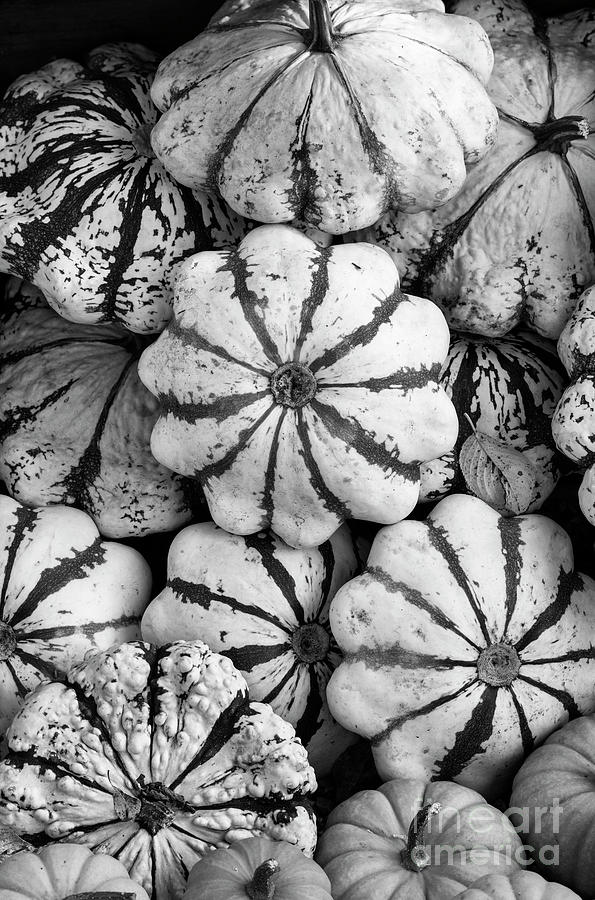 Patty Pan Squash in Autumn Monochrome Photograph by Tim Gainey