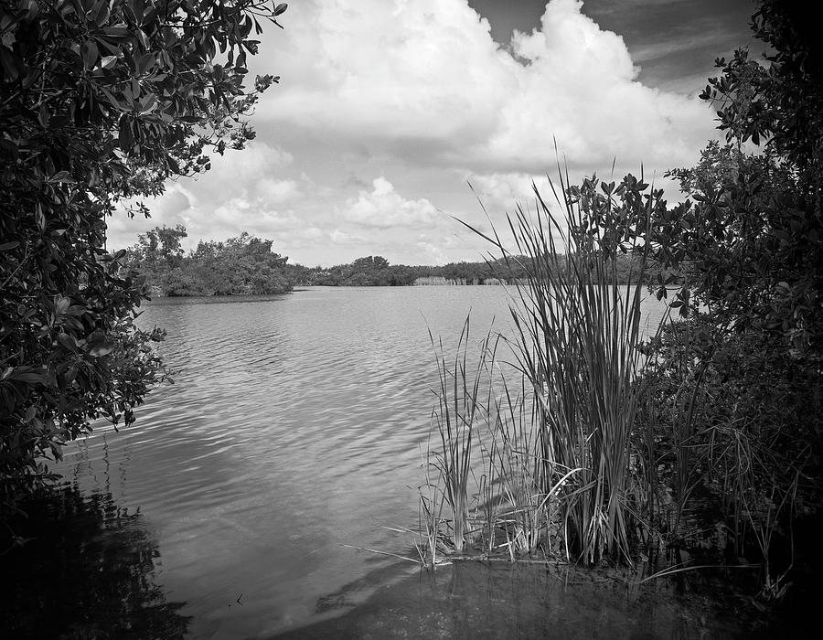 Paurotis Pond - 1 Photograph by Rudy Umans