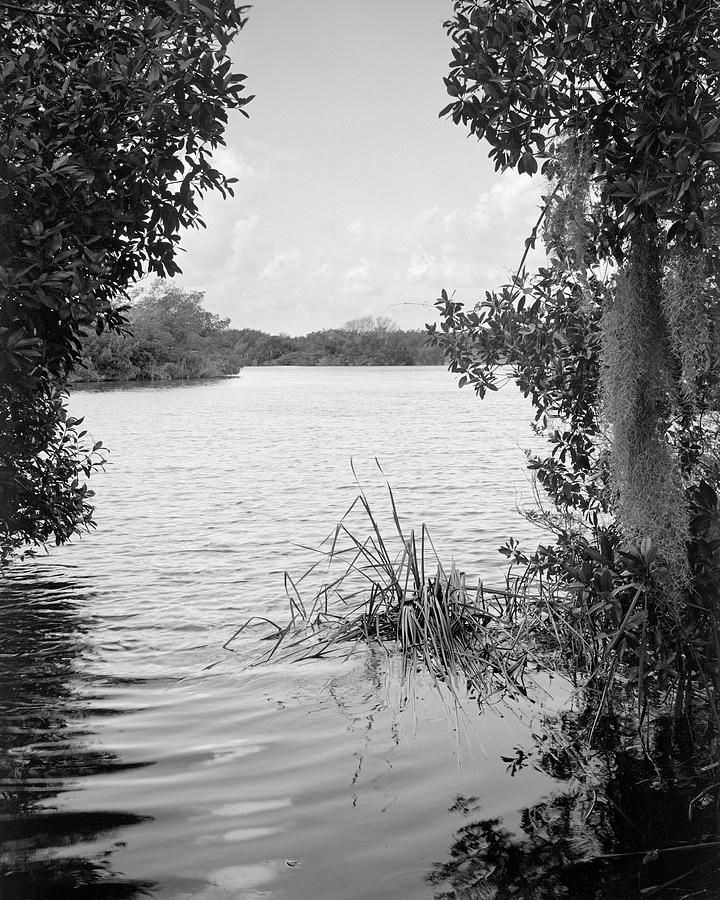 Paurotis Pond Everglades B/w Photograph