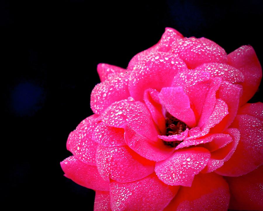 Dew Beaded Rose Photograph by Joy Buckels