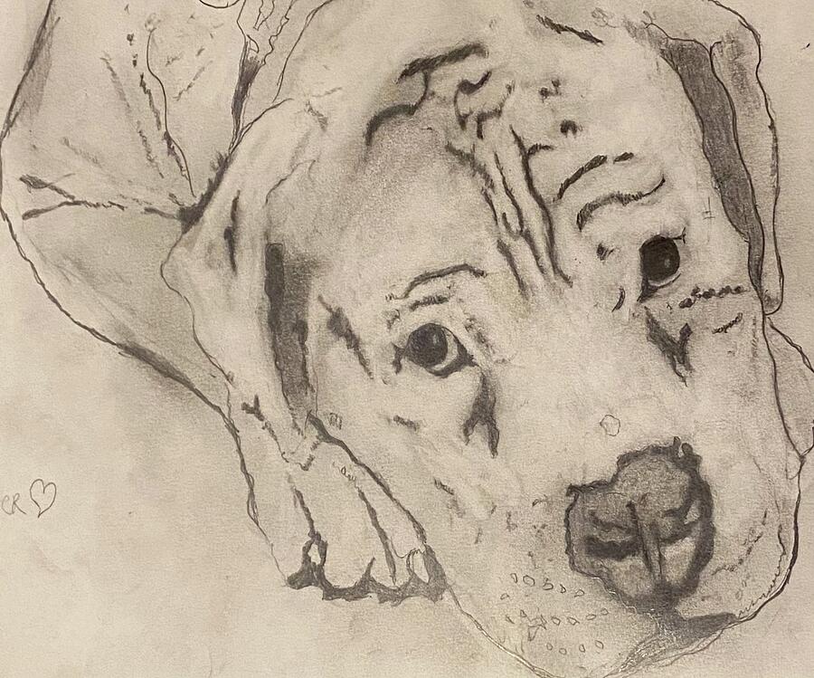Dog Drawing - Paw Prints  by Angelia Moreno