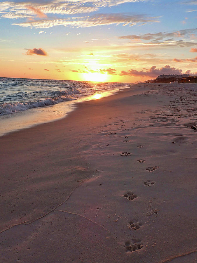 Paw Prints In The Sand Photograph By Angel Herendeen