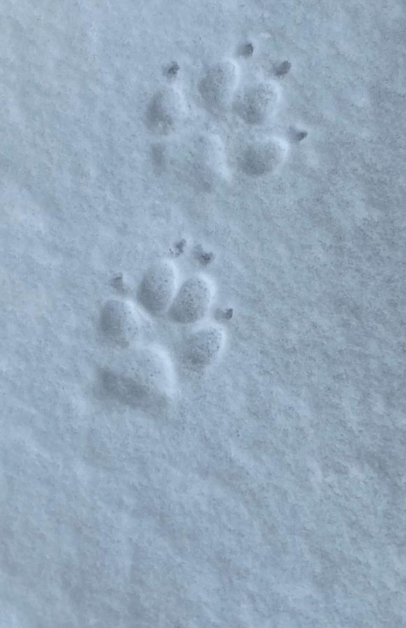 Paw Prints in the Snow Photograph by Robin Smith