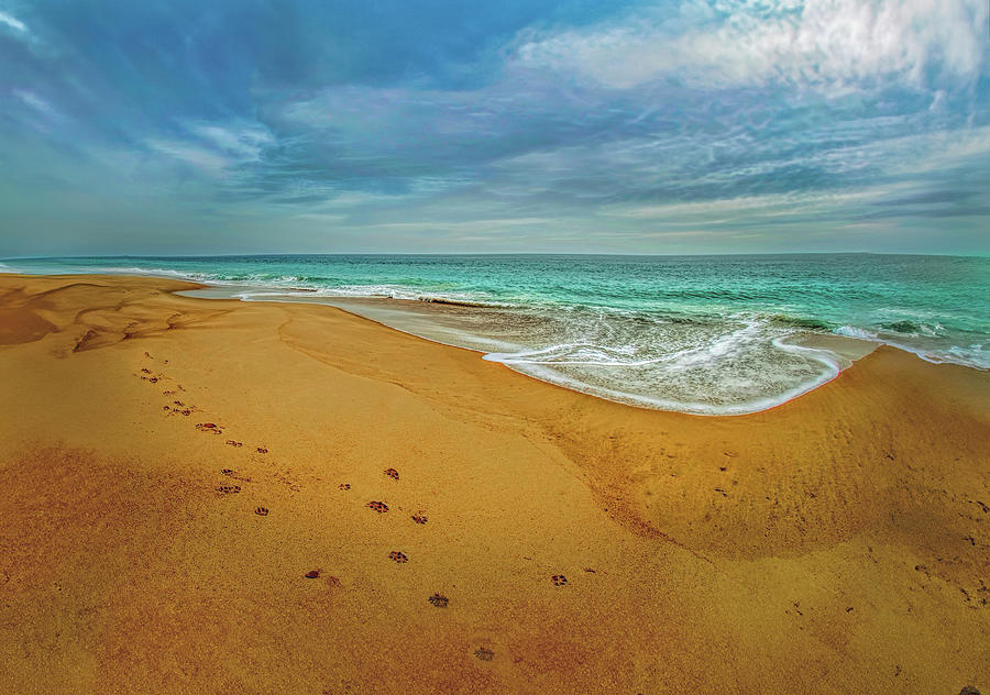Paw Prints on the Beach in Rhode Island Photograph by Cordia Murphy