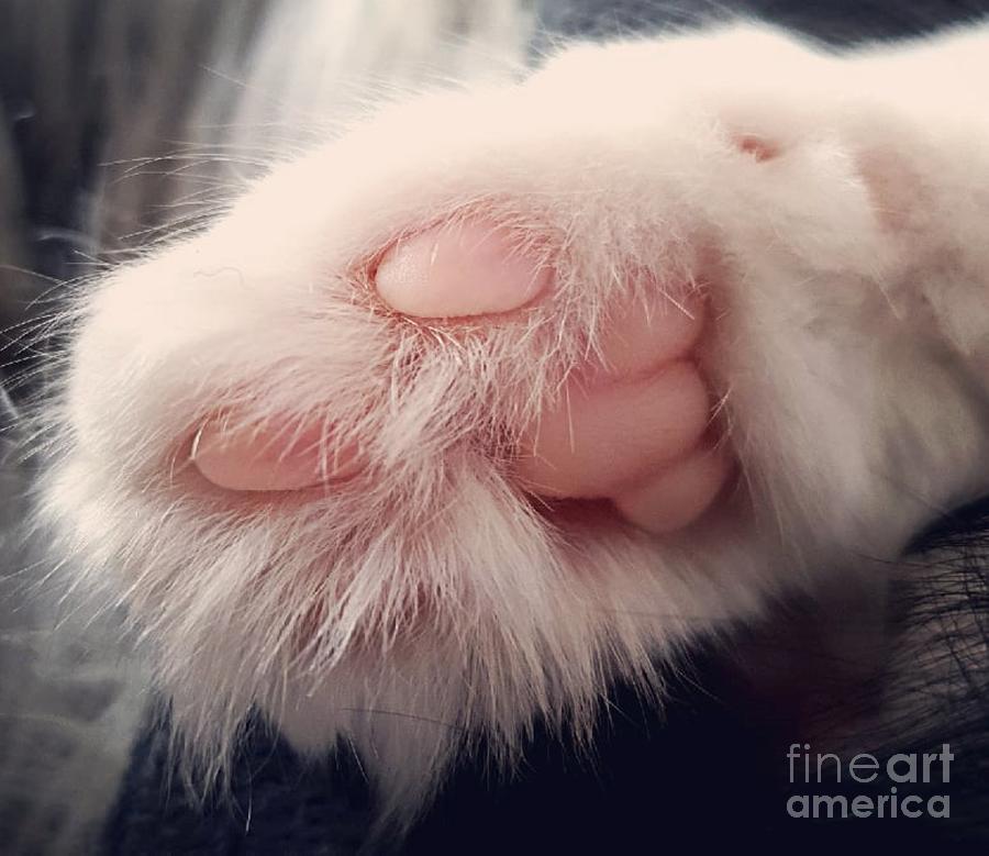 Paw Photograph by Tracey Lee Cassin