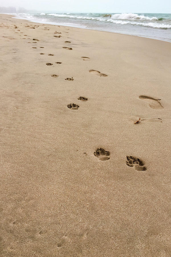 Pawprints in the Sand Photograph by Patty Colabuono