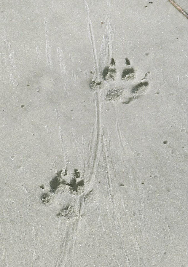 Pawprints in the sand Photograph by Samantha Hamrick / FOAP