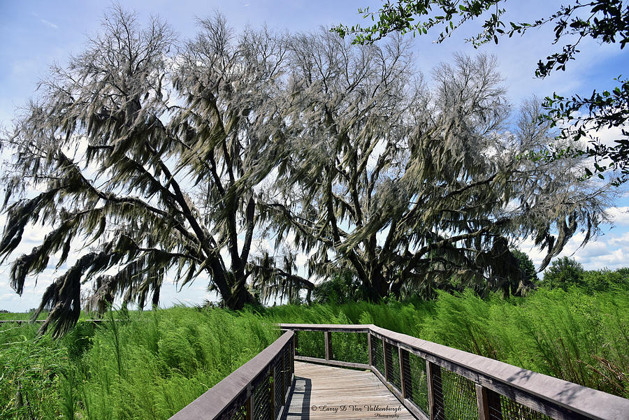 Paynes Prairie Preserve State Park Photograph by Larry Van Valkenburgh ...