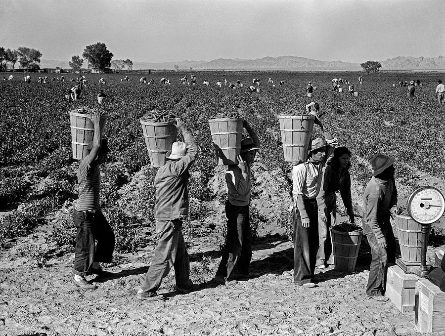 Pea Pickers At Weigh Scale Photograph by Underwood Archives Dorothea ...