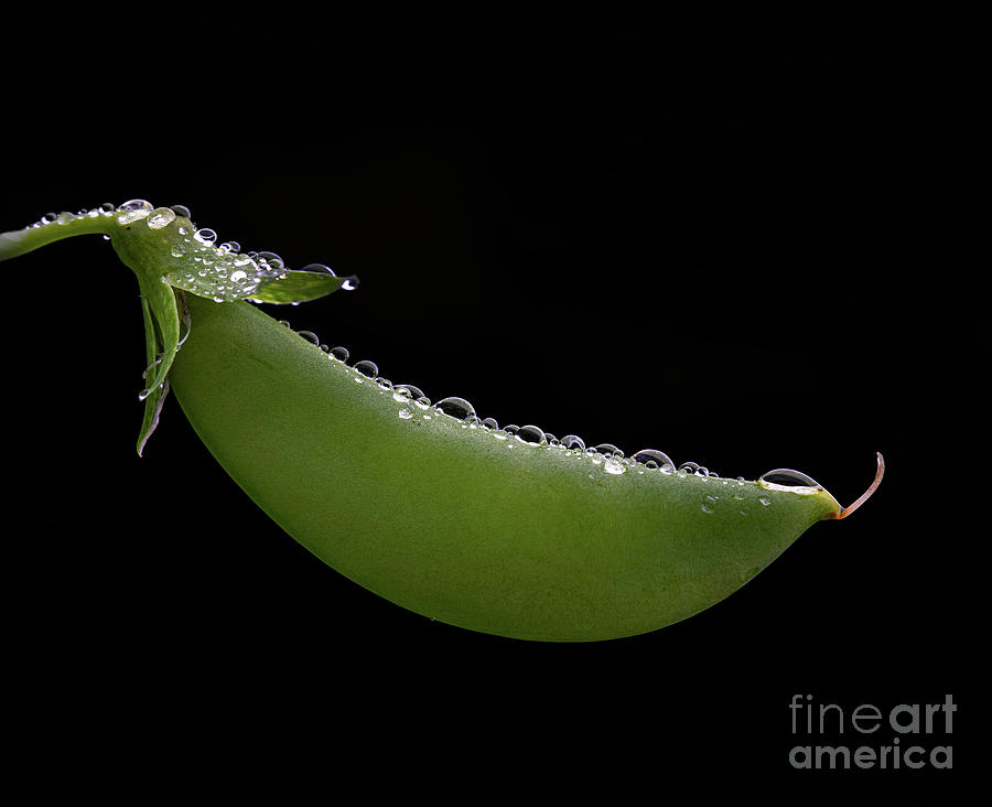 Pea Pod With Raindrops Photograph
