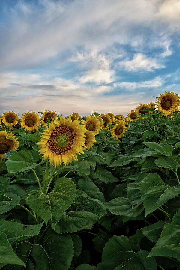 Peace and Sunflowers Photograph by Tricia Louque