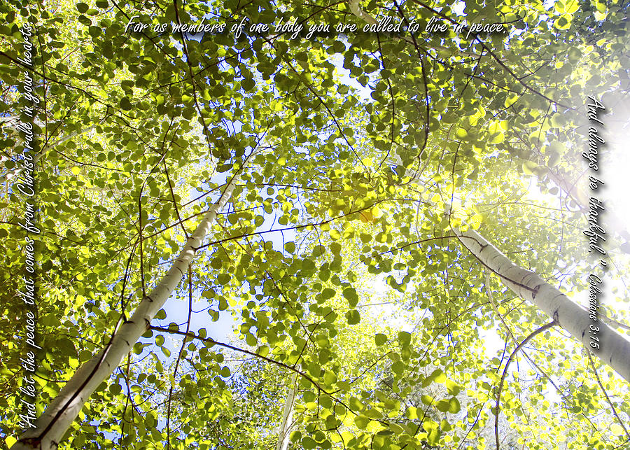 Peace And Thankfulness Among Aspens Photograph by Lincoln Rogers