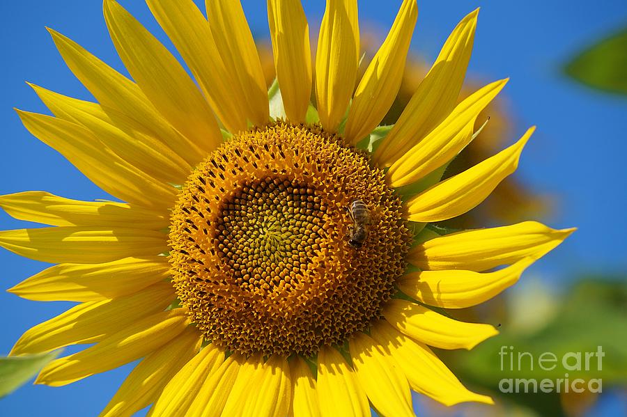 Sunflower With Bee Photograph by Claudia Zahnd-Prezioso