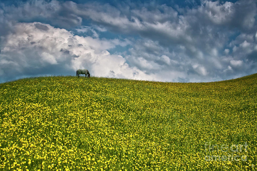 Peace - Horse On The Hill Of Buttercup Meadow Digital Art by Tatiana Bogracheva