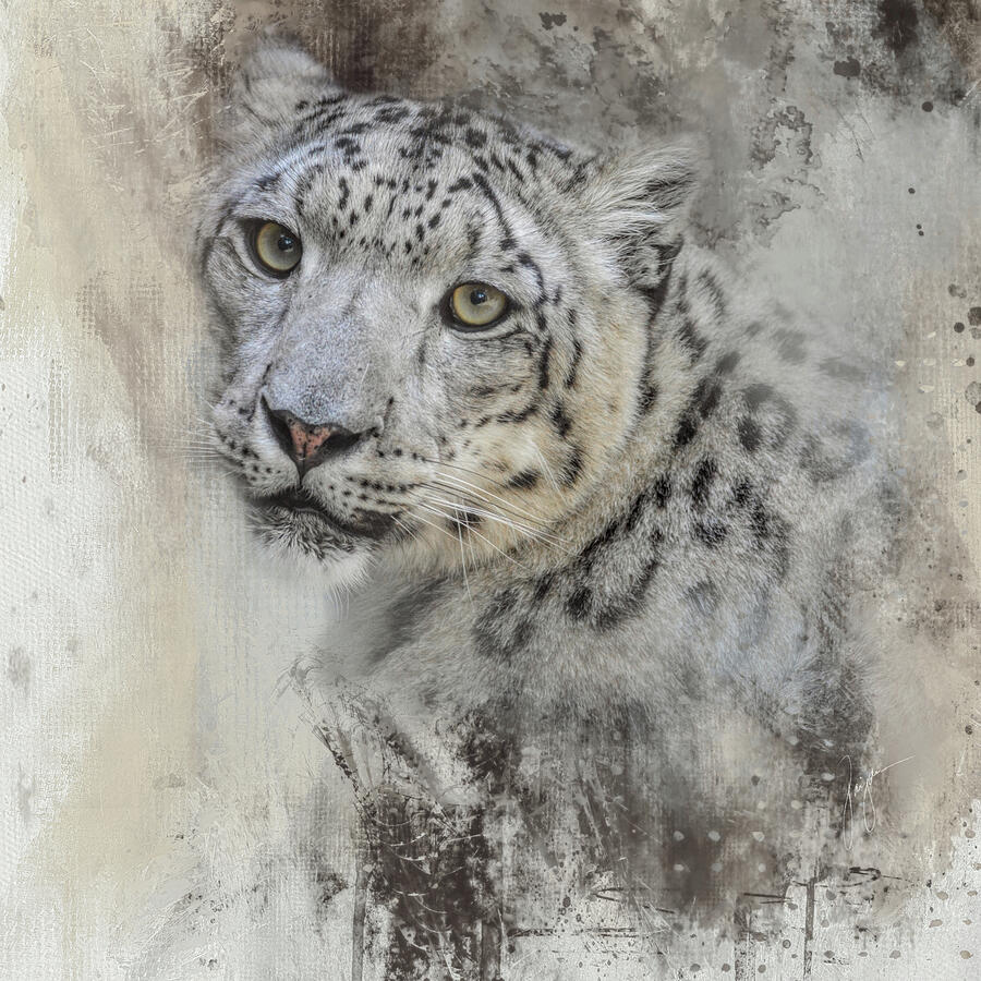 Peace In Nature Snow Leopard Portrait Photograph by Jai Johnson Peace In Nature Snow Leopard Portrait Photograph by Jai Johnson