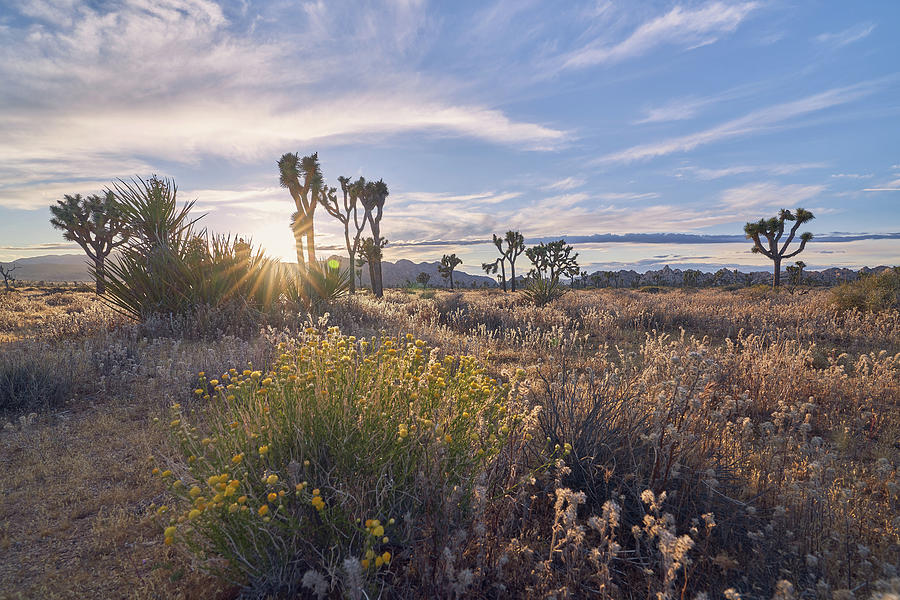 Peace In The Desert Photograph by Thru My Eyes Photography - Fine Art ...