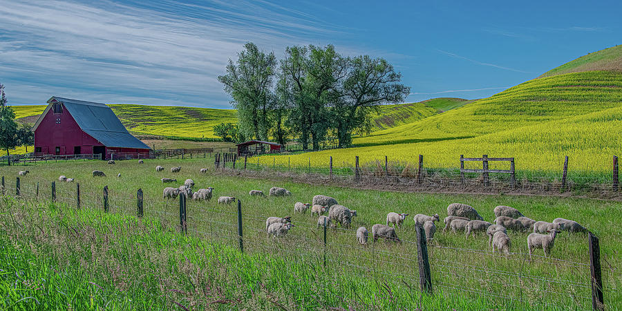 Peace in the Pasture, A Palouse Farm Photograph by Marcy Wielfaert