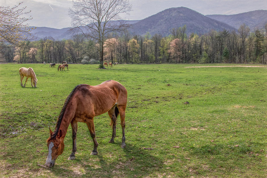 Peace In The Pasture Cades Cove In Spring Photograph By Marcy