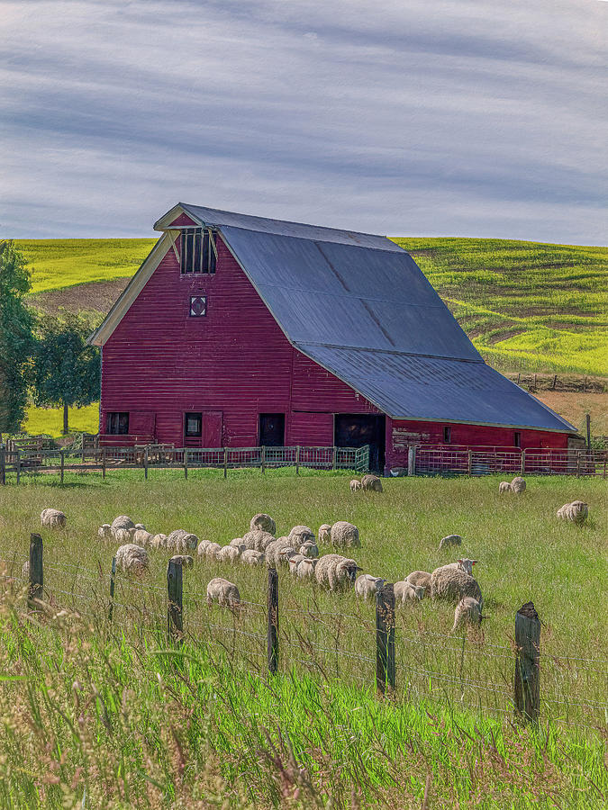 Peace In The Pasture Photograph By Marcy Wielfaert Fine Art America