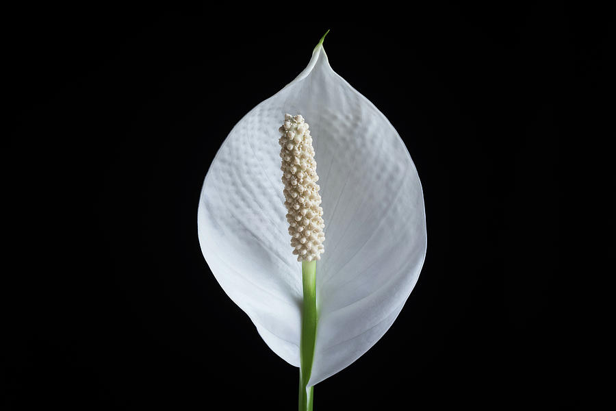 Peace Lily 0226 Photograph by Jason Champaigne - Fine Art America