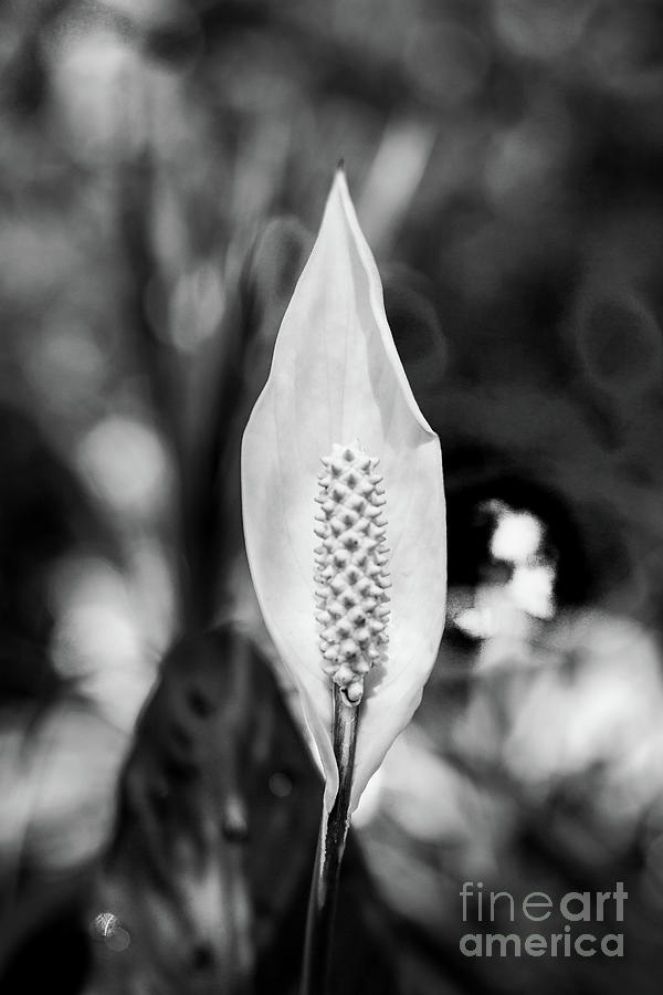 Peace Lily-1 Photograph by Charles Hite