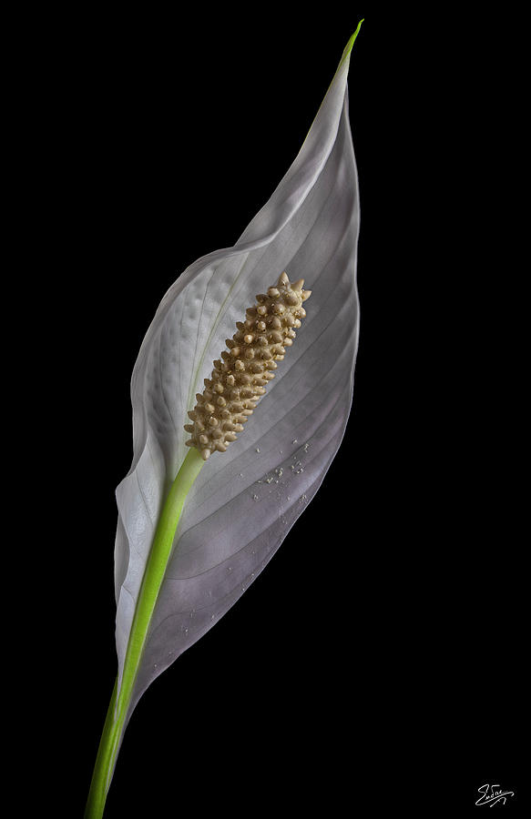 Peace Lily 1 Photograph by Endre Balogh