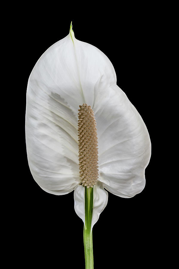 Lily Photograph - Peace Lily 1 by Patti Deters