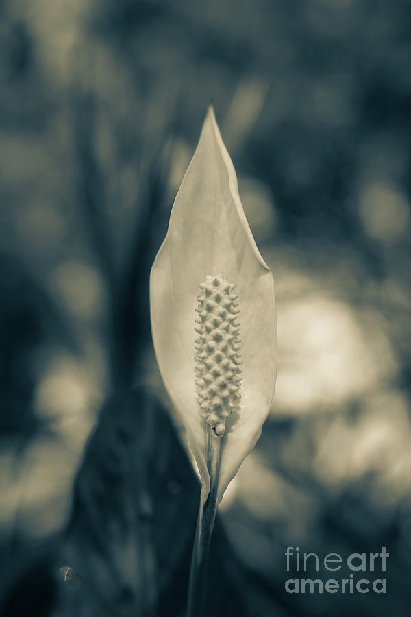 Peace Lily-2 Photograph by Charles Hite