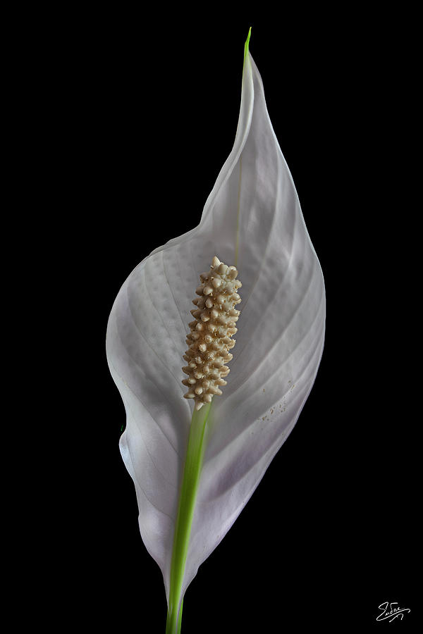 Peace Lily 2 Photograph by Endre Balogh