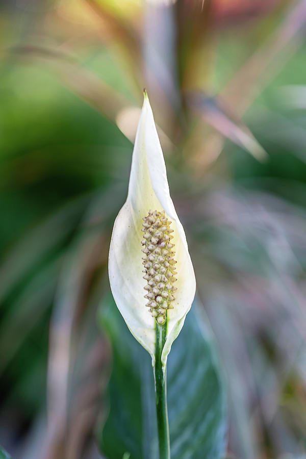 Peace Lily-3 Photograph by Charles Hite