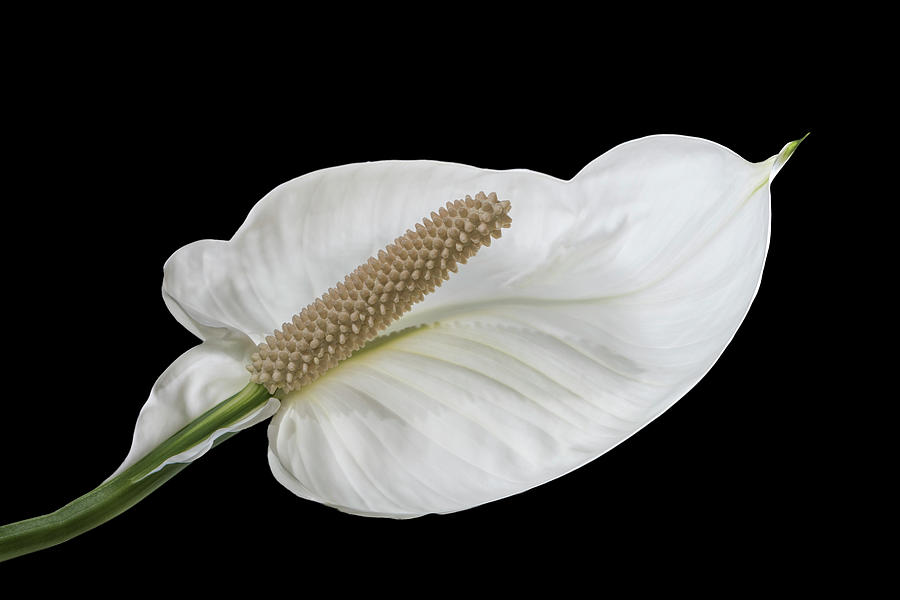 Lily Photograph - Peace Lily 3 by Patti Deters